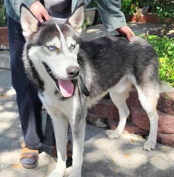 ALFARO -  Siberian Husky Dog for Adoption in San Antonio, Texas - ALFARO | PetCurious