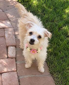 Morticia -  Maltese and Terrier Dog for Adoption in Phoenix, Arizona - Morticia | PetCurious