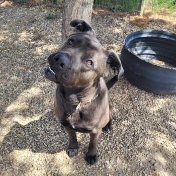 Rescue Cane Corso Dogs for Adoption in Lacombe, Alberta - Booka | PetCurious