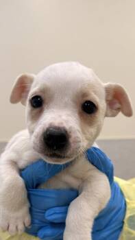 Terrier and Mixed Breed Dogs Available for Adoption in Honolulu, Hawaii - Maryann | PetCurious