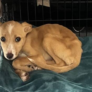 Fawn -  Mixed Breed Dog for Adoption - Fawn | PetCurious