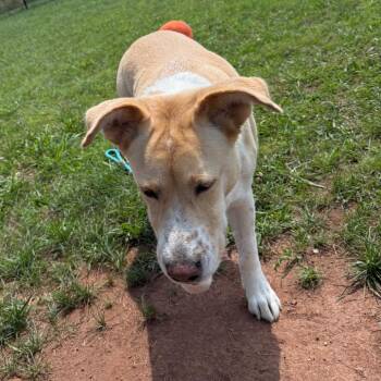 Taylor -  Labrador Retriever and Mixed Breed Dog for Adoption in York, Pennsylvania - Taylor | PetCurious