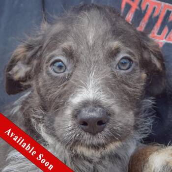 Corbin -  Poodle and Australian Cattle Dog Blue Heeler Dog for Adoption in Huntley, Illinois - Corbin | PetCurious