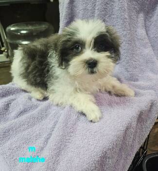 Tigger (#368) -  Maltese Dog for Adoption in Twin Lakes, Wisconsin - Tigger (#368) | PetCurious