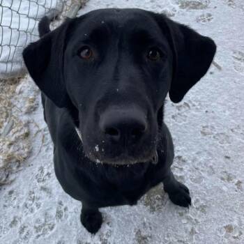 Black Labrador Retriever Dogs Available for Adoption - Ecmo | PetCurious