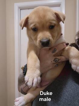 Duke -  Australian Shepherd and Labrador Retriever Dog for Adoption in Watertown, Connecticut - Duke | PetCurious