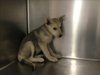 A1923275 -  German Shepherd Dog and Husky Dog for Adoption in Riverside, California - A1923275 | PetCurious
