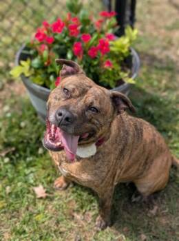 Terrier Dogs Available for Adoption in Gulfport, Mississippi - Poof | PetCurious