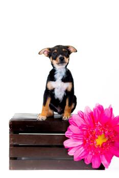 Australian Cattle Dog Blue Heeler Dogs Available for Adoption in Brighton, Colorado - 357-26 | PetCurious