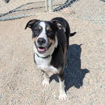 Beztie -  Pit Bull Terrier and Mixed Breed Dog for Adoption in Detroit Lakes, Minnesota - Beztie | PetCurious