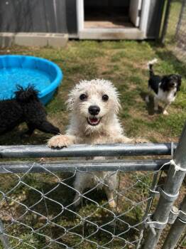 Nugget -  Cairn Terrier Dog for Adoption in Brownstown, Indiana - Nugget | PetCurious