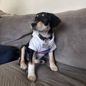 Labrador Retriever and Mixed Breed Dogs Available for Adoption in Fort Collins, Colorado - Roxy | PetCurious