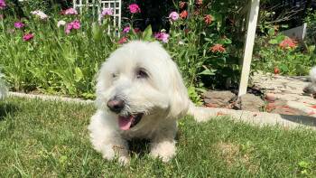 JoJo -  Maltese Dog for Adoption in Fort Bragg, California - JoJo | PetCurious