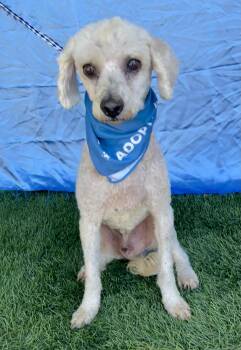 PIERRE -  Poodle Dog for Adoption in Rowland Heights, California - PIERRE | PetCurious