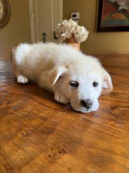 Snowflake Crew:  Elsa -  Great Pyrenees and Maremma Sheepdog Dog for Adoption in Dallas, Texas - Snowflake Crew:  Elsa | PetCurious