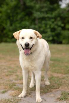 Titus -  Shepherd Dog for Adoption in Lakeland, Georgia - Titus | PetCurious