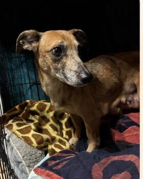 Ruby -  Dachshund and Mixed Breed Dog for Adoption in Charlotte, Michigan - Ruby | PetCurious