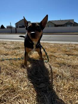 Rescue Miniature Pinscher Dogs for Adoption in Eaton, Colorado - Aspin | PetCurious