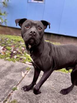 Pit Bull Terrier and Mixed Breed Dogs Available for Adoption - Prince (Formerly Snail Underdog NLOL) | PetCurious