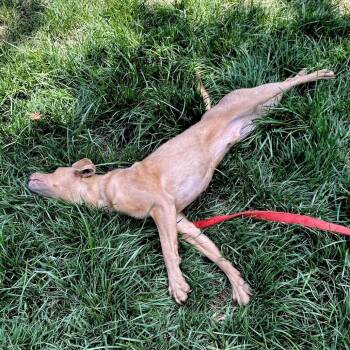 SID -  Terrier Dog for Adoption in Pleasanton, California - SID | PetCurious