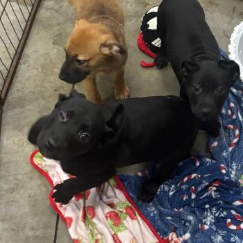Katie Jo -  Terrier Dog for Adoption in Parrish, Alabama - Katie Jo | PetCurious