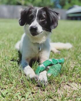 Rescue Spaniel Dogs for Adoption in Nokomis, Florida - Rylee | PetCurious
