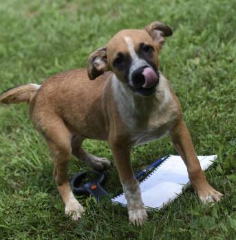 Urban -  Hound and Shepherd Dog for Adoption in Mechanicsburg, Pennsylvania - Urban | PetCurious