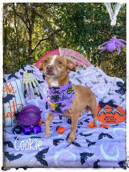 Cookie -  Chihuahua Dog for Adoption in Sebring, Florida - Cookie | PetCurious