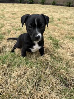 Chihuahua Dogs Available for Adoption - Eleanor Tinsely | PetCurious