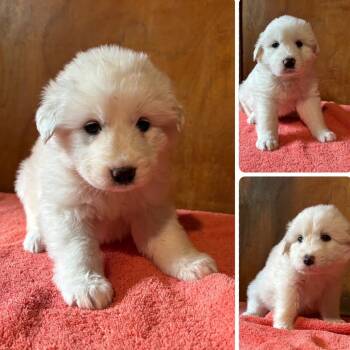 Great Pyrenees Dogs Available for Adoption in Houston, Texas - Puppy ALERT-Soleil, Shellie, Summer, Sailor, Skipper | PetCurious