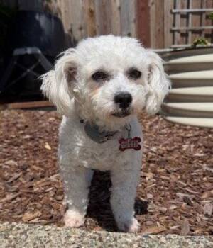 Maltese and Poodle Dogs Available for Adoption in Palo Alto, California - Dahlia | PetCurious