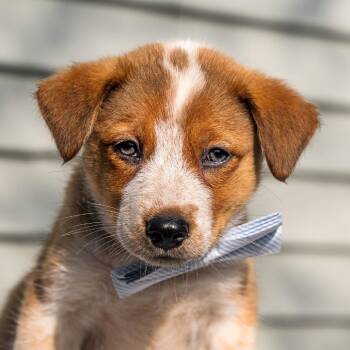 Stitch -  Australian Shepherd and Mixed Breed Dog for Adoption in Cincinnati, Ohio - Stitch | PetCurious