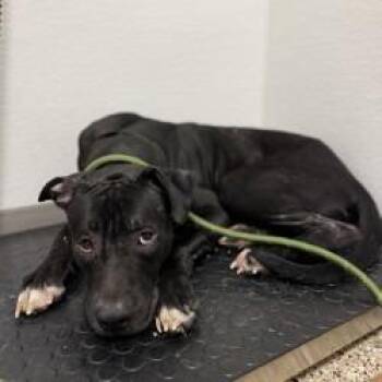 Boone -  Pit Bull Terrier and Mixed Breed Dog for Adoption in Bullhead City, Arizona - Boone | PetCurious