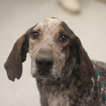 Mixed Breed Dogs Available for Adoption in Cooperstown, New York - Daikin | PetCurious
