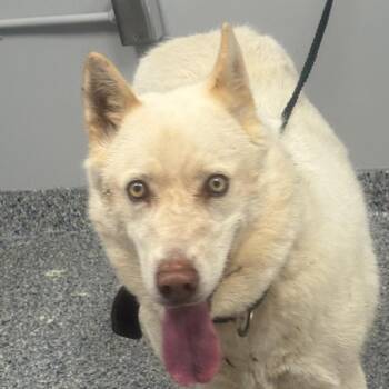Misty -  Mixed Breed Dog for Adoption in Greenville, South Carolina - Misty | PetCurious