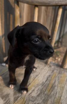 Bulova -  Chihuahua Dog for Adoption in Severance, Colorado - Bulova | PetCurious