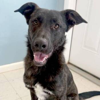 Lady -  Shepherd Dog for Adoption in Midland, Texas - Lady | PetCurious