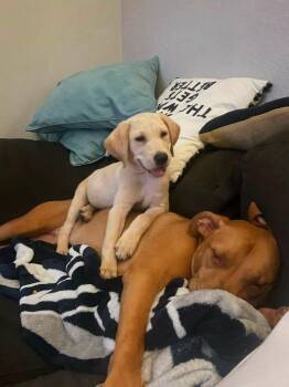 Mabel -  Labrador Retriever and Golden Retriever Dog for Adoption in Mount Pleasant, South Carolina - Mabel | PetCurious