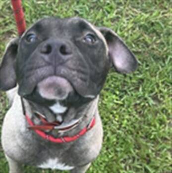A138402 -  Mixed Breed Dog for Adoption in Palmetto, Florida - A138402 | PetCurious
