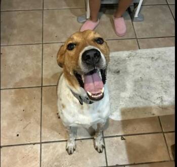 Jasper -  American Foxhound and English Foxhound Dog for Adoption in Fort Worth, Texas - Jasper | PetCurious