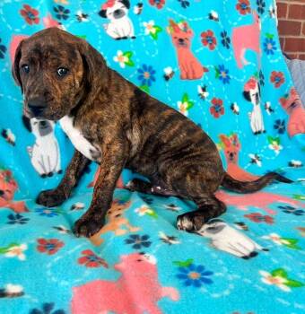 Aston -  Mixed Breed Dog for Adoption in Taycheedah, Wisconsin - Aston | PetCurious
