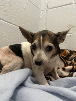 Rescue Chihuahua Dogs for Adoption in Philadelphia, Pennsylvania - Ashnikko | PetCurious