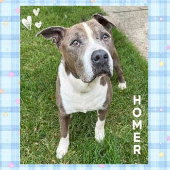Homer -  Pit Bull Terrier Dog for Adoption in Mokena, Illinois - Homer | PetCurious