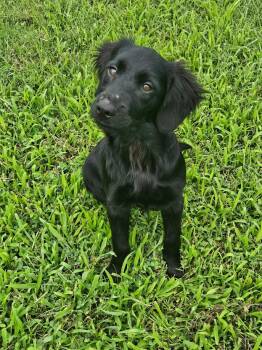 Sarah -  Flat Coated Retriever Dog for Adoption in Knoxville, Tennessee - Sarah | PetCurious