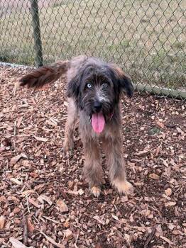 Briard and Mixed Breed Dogs Available for Adoption in Leesburg, Virginia - MAGGIE | PetCurious