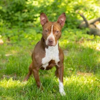 Mixed Breed Dogs Available for Adoption - Java | PetCurious