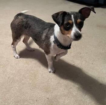 Snickers -  Chihuahua and Dachshund Dog for Adoption in Willingboro, New Jersey - Snickers | PetCurious