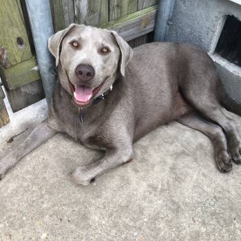 Rescue Labrador Retriever Dogs for Adoption in New Orleans, Louisiana - Remy Roe (Benefactor Dog) | PetCurious