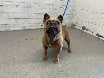 MAXINE -  French Bulldog Dog for Adoption in San Bernardino, California - MAXINE | PetCurious