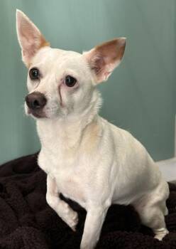 Lola 1438-26 -  Chihuahua and Mixed Breed Dog for Adoption in Cumming, Georgia - Lola 1438-26 | PetCurious